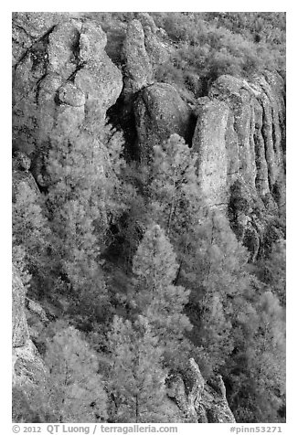 Pine trees and igneous rocks. Pinnacles National Park (black and white)