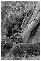 Cliff and Mediterranean chaparral. Pinnacles National Park ( black and white)