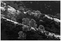 Trees on backlit ridges. Pinnacles National Park ( black and white)