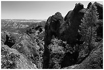 Pine trees growing amongst High Peaks rock faces. Pinnacles National Park, California, USA. (black and white)