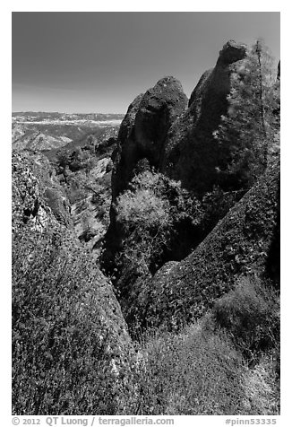 Dried wildflowers, trees, and pinnacles. Pinnacles National Park (black and white)