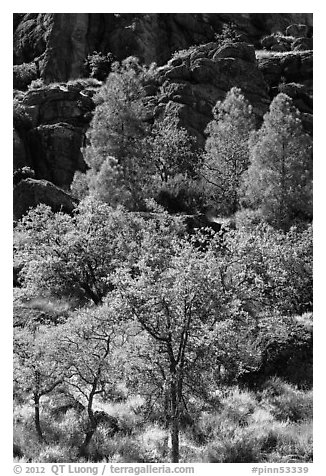 Trees and cliffs in late summer, Bear Gulch. Pinnacles National Park, California, USA.