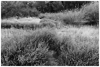 Winter frost on grasslands. Pinnacles National Park, California, USA. (black and white)