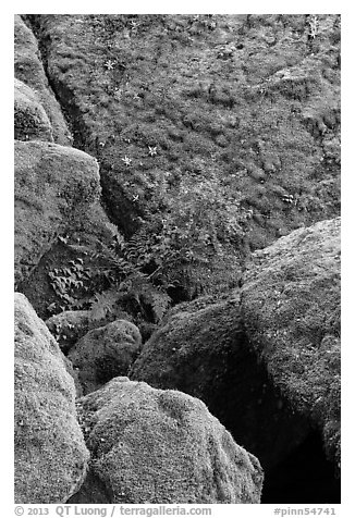 Mossy boulders, Bear Gulch. Pinnacles National Park (black and white)