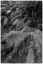 Ferns below Moses Spring. Pinnacles National Park, California, USA. (black and white)