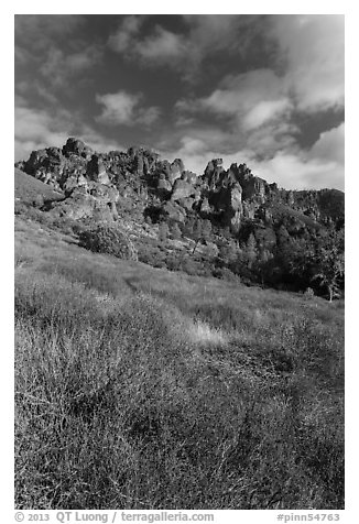 Shrubs in winter below pinnacles. Pinnacles National Park (black and white)