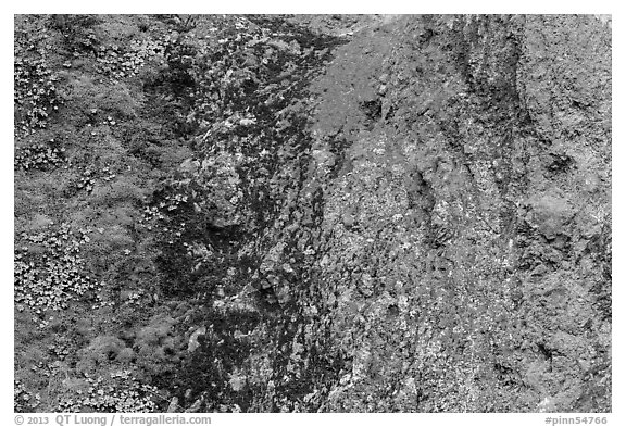Green moss and orange lichen on rock wall. Pinnacles National Park (black and white)