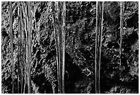 Icicles and moss, Balconies Cave. Pinnacles National Park ( black and white)