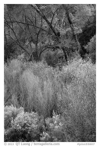 Riparian vegetation in early spring. Pinnacles National Park (black and white)