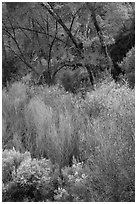 Riparian vegetation in early spring. Pinnacles National Park, California, USA. (black and white)