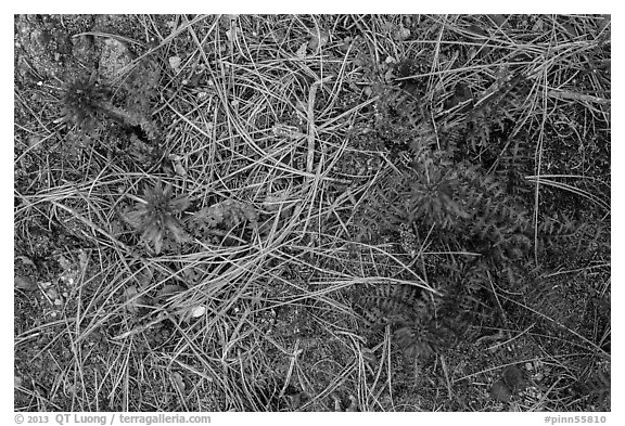 Ground close-up with pine needles and Indian Warriors. Pinnacles National Park, California, USA.