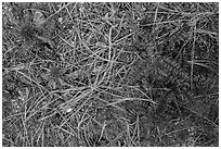 Ground close-up with pine needles and Indian Warriors. Pinnacles National Park, California, USA. (black and white)