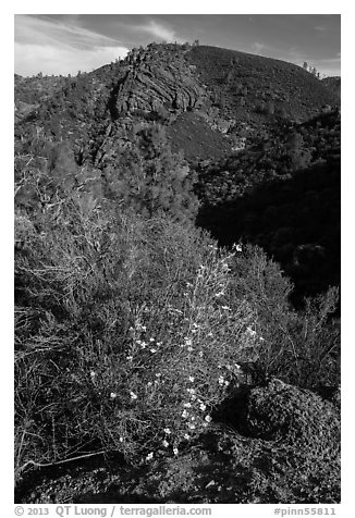 Bush in bloom and hill with rocks. Pinnacles National Park (black and white)