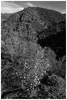 Bush in bloom and hill with rocks. Pinnacles National Park ( black and white)