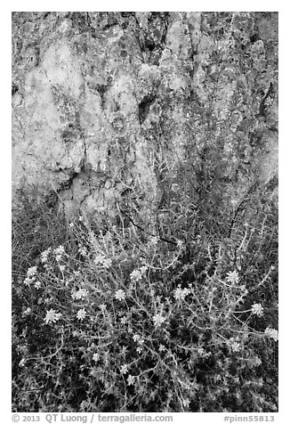 Yellow flowers and rock with lichen. Pinnacles National Park (black and white)