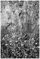 Yellow flowers and rock with lichen. Pinnacles National Park ( black and white)