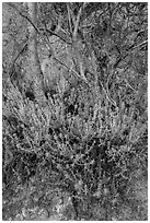 Orange flowers, trees, and cliff. Pinnacles National Park, California, USA. (black and white)