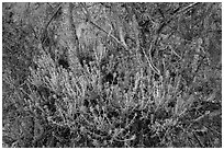 Orange flowers, branches, and cliff. Pinnacles National Park, California, USA. (black and white)