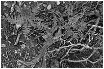Ground close-up with branches and Indian Warriors. Pinnacles National Park ( black and white)