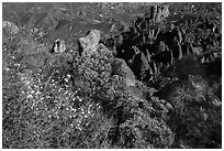 Blooms and pinnacles in spring. Pinnacles National Park ( black and white)