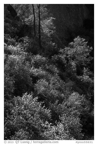 Slope with blooms in spring. Pinnacles National Park (black and white)