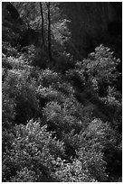 Slope with blooms in spring. Pinnacles National Park ( black and white)