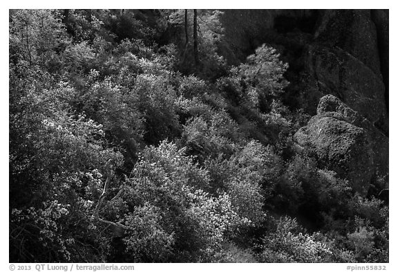 Slope with blooming shrubs in spring. Pinnacles National Park (black and white)