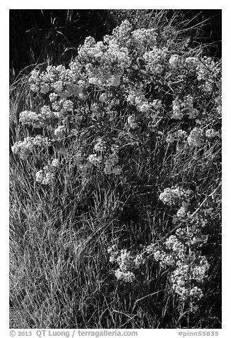 Close-up of spring blooms and grasses. Pinnacles National Park (black and white)