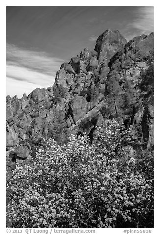 Spring blooms and high peaks from Juniper Canyon. Pinnacles National Park (black and white)
