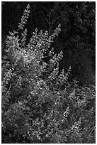 Lupine close-up. Pinnacles National Park, California, USA. (black and white)