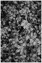 Close-up of shiny leaves. Pinnacles National Park, California, USA. (black and white)