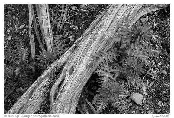 Ground close-up with fallen branch and Indian Warriors. Pinnacles National Park (black and white)