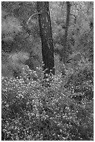 Forest with shrubs in bloom. Pinnacles National Park, California, USA. (black and white)