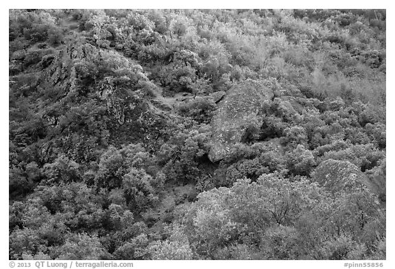 Hillside and rocks in spring. Pinnacles National Park (black and white)
