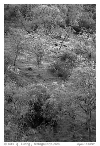 Hillside with newly leafed trees. Pinnacles National Park (black and white)