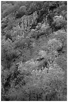 Hillside with trees and rocks in early spring. Pinnacles National Park ( black and white)