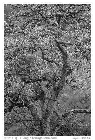 Newly leafed oak tree. Pinnacles National Park (black and white)