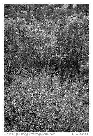 Shrubs, cottonwoods, and oaks in the spring. Pinnacles National Park (black and white)