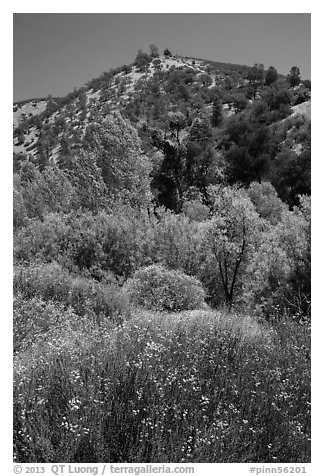 Wildflowers, trees, and hills in the hill. Pinnacles National Park (black and white)