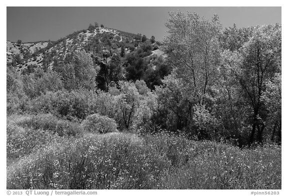 Wildflowers and riparian habitat in the spring. Pinnacles National Park (black and white)