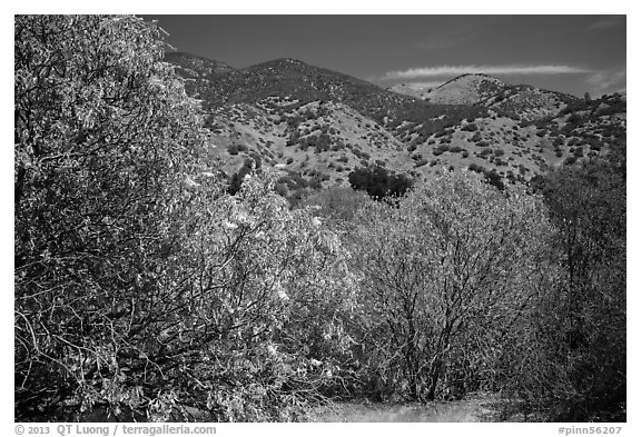 Trees with blooms and old leaves. Pinnacles National Park (black and white)