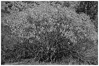 Buckeye in bloom. Pinnacles National Park ( black and white)