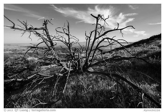 Tree skeleton near South Chalone Peak. Pinnacles National Park, California, USA.