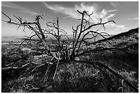 Tree skeleton near South Chalone Peak. Pinnacles National Park, California, USA. (black and white)
