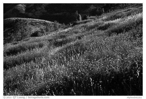 Grasses on hillside, late afternoon. Pinnacles National Park, California, USA.
