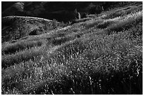 Grasses on hillside, late afternoon. Pinnacles National Park ( black and white)