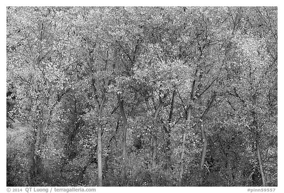 Cottonwoods in autumn along Chalone Creek. Pinnacles National Park (black and white)