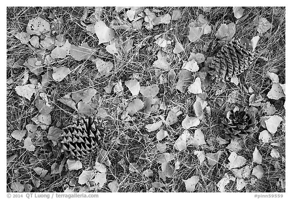 Ground view in autumn with pine cones and fallen cottonwood leaves. Pinnacles National Park (black and white)