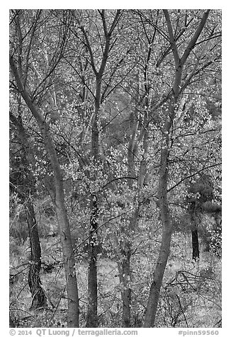Trees in autumn foliage, Bear Valley. Pinnacles National Park (black and white)