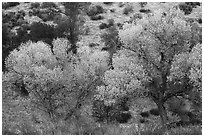 Cottonwoods in autumn at the bases of hill. Pinnacles National Park ( black and white)